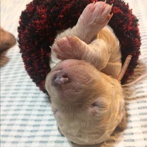 Meet your Posher, Anna